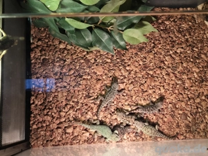 Malachit Stachelleguan Babys