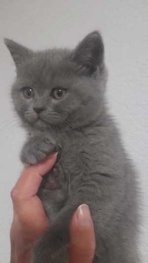 Bkh Kitten Britisch Kurzhaar 