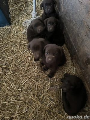 Labrador Welpen rein rassige zu verkaufen 