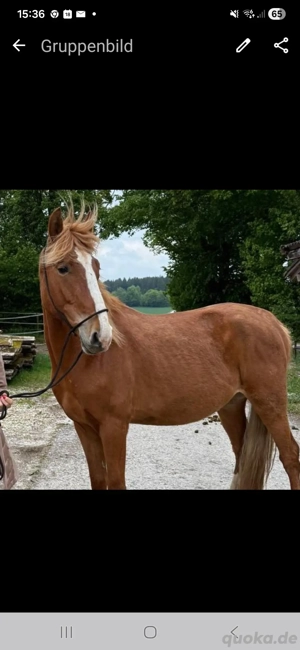 Freundlicher Sturschädel sucht seinen erfahrenen emphatischen Pferdemenschen Bild 2
