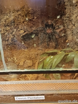 Verkaufen unsere 5 Spinnen 