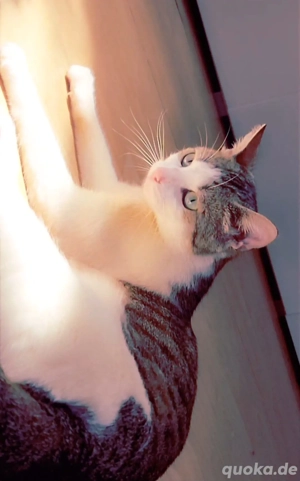 Zwei süße Katzen suchen ein neues Zuhause