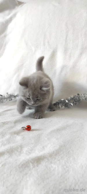 Kätzchen BKH suchen ein neues Zuhause!