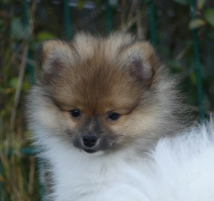 Pomeranian Zwergspitz Welpen
