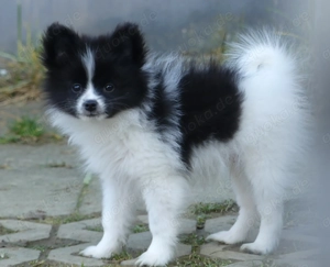 Pomeranian Zwergspitz Mix 