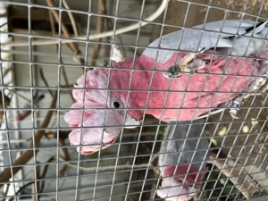 Tausche paar Rosakakadus 