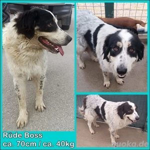 großer freundlicher Tornjak Boss sucht ein Zuhause, Herdenschutzhund, Mischling