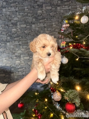maltipooWelpen zu verkaufen 