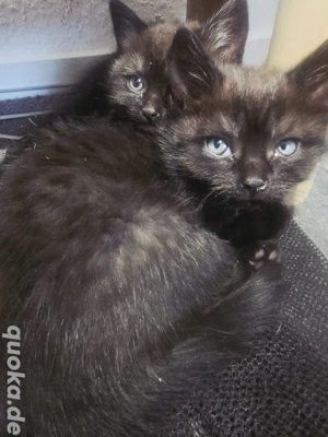 britischekurzhaar babys suchen liebevolle Familie zu weihnachten 