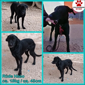 schüchterner lieber Mischlings-Rüde Haso sucht ein Zuhause oder Pflegestelle