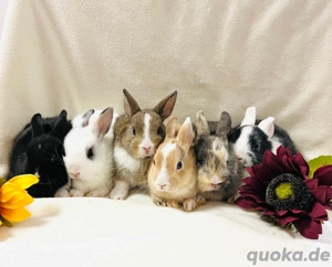 Zwergkaninchen Babys Hase Farbenzwerg Löwenköpfchen 