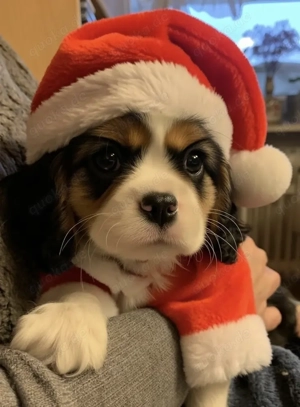 Cavalier-King-Charles-Spaniel-Welpe