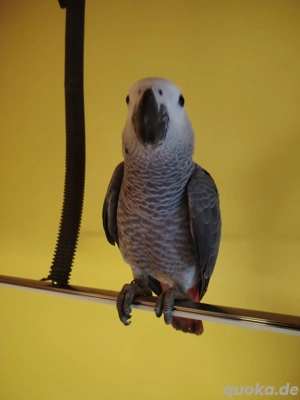 1,0 Kongo Graupapageien 