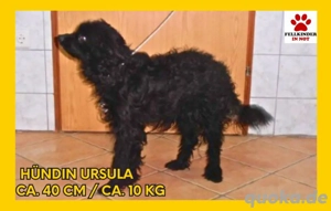 junge süße Mischlings-Hündin Ursula sucht ein Zuhause oder Pflegestelle