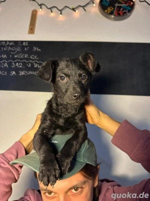 Peppa sucht ihr für immer Zuhause 