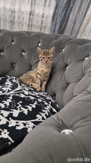 BKH kitten kater in gute hände anzugben 