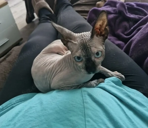 Canadia shpinx mädchen