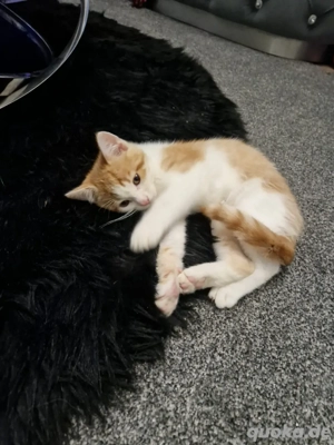  1 Kitten kater abzugeben