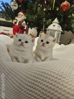 Reinrassige BKH Kitten 