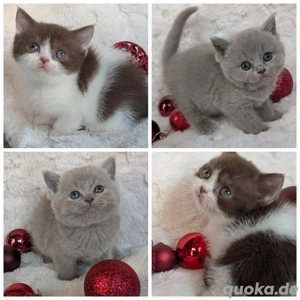 BKH Jungs in lilac & BKH Mädchen in schoko weiß 