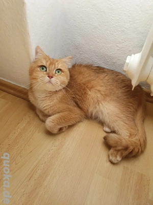 Britisch kurzhaar bkh in black golden shell weiblich mit Stammbaum 