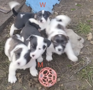 Kräftige Französische Bulldogge-Malteser Mix Welpen noch ein Weibchen und ein Männchen 
