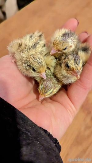 Wachtelküken Küken Celadon Tupfen Tüpfel Legewachtel Wachtel Blauleger Wachteleier