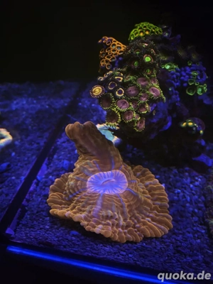 Cynarina Lacrymalis Koralle