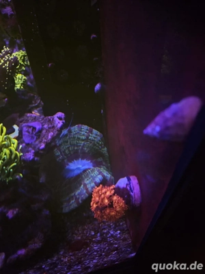 Cynarina Lacrymalis Koralle