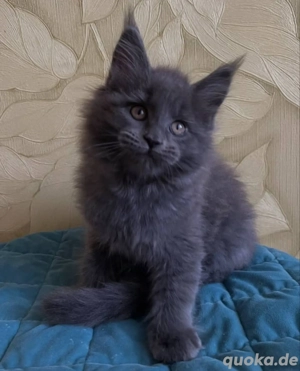 Maine-Coon-Kätzchen