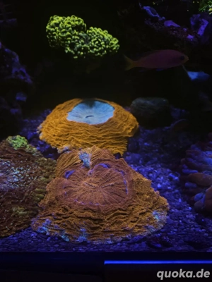 Acanthophyllia (Wunderkoralle)