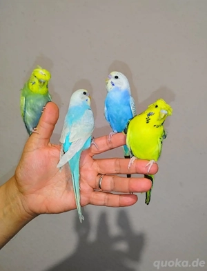 Wellensittich handzahm Vögel zutraulich Haustier Zahm  kinderlieb 