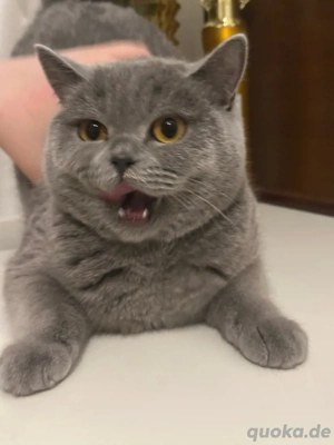 Britisch Kurzhaar Katze (BKH Blue) mit geschlossenem Stammbaum