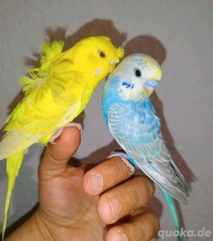 2 Mega Zahm Wellensittiche handzahm Vögel zutraulich Haustier 