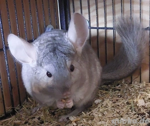 süßes Chinchilla Mädchen 