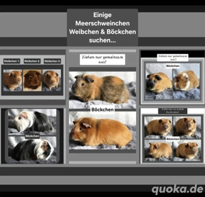 Einige Meerschweinchen Weibchen und Böckchen suchen...