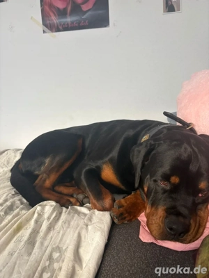 Rottweiler 10 Monate Hund