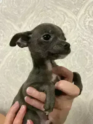 Zum Reservierung Chihuahua