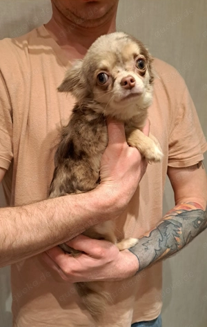 Chihuahua langhaar mit Stammbaum Hündin merle