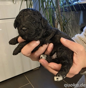 wunderschöne Goldendoodle F1b Medium Welpen zu Verkaufen 