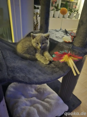 BkH reinrassige Baby katze