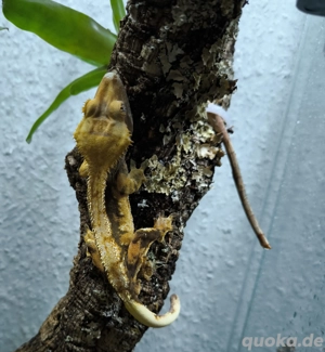 1.0 kronengecko Lilly White 