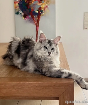 Main coon mit Stammbaum 