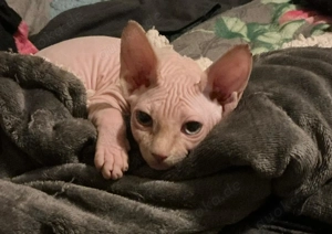 Canadische Sphinx-Kätzchen 