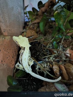 1.0 High White Lilly White 