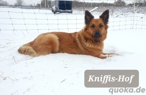 Einsame Hundedame sucht einen Harzer Fuchsrüden