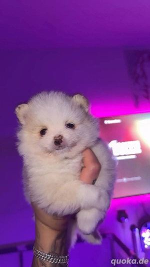 zwergspitz welpen zu verkaufen