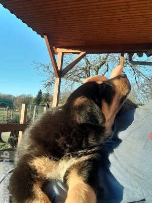 Aussie-Senne-DSH mix Welpen