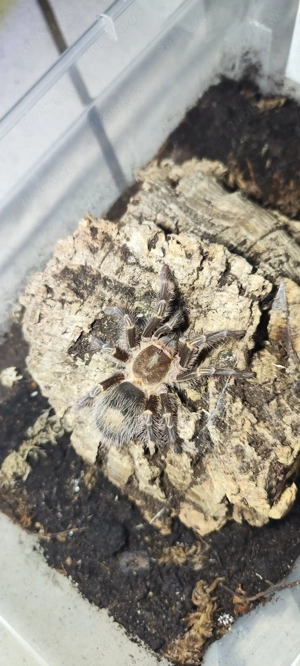 Vogelspinne Grammostola pulchripes 0.1