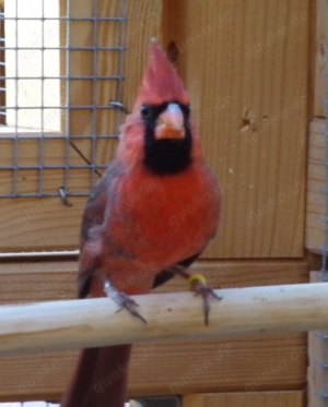 Roten Kardinal abzugeben